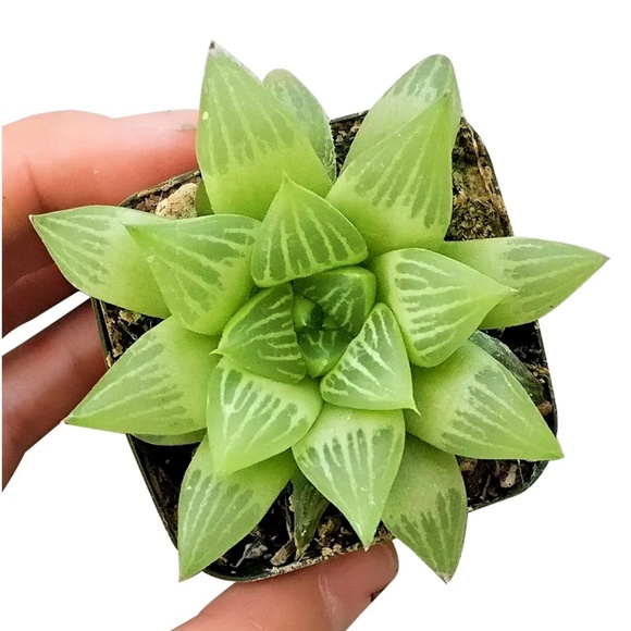 WINDOW HAWORTHIA plant fully rooted garden succulent - Picture 1 of 11